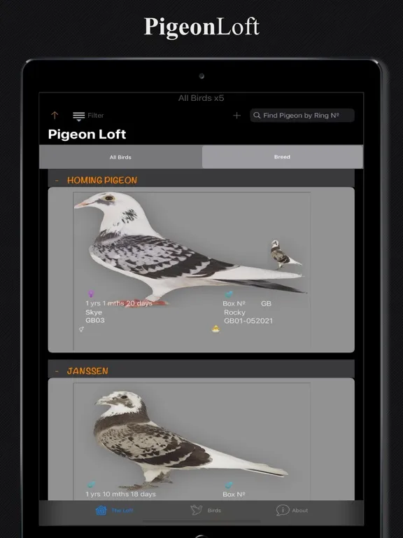 Скриншоты PigeonLoft iPad 