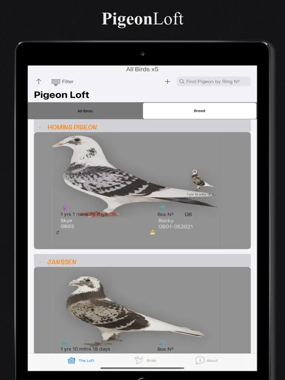 Скриншоты PigeonLoft iPad 
