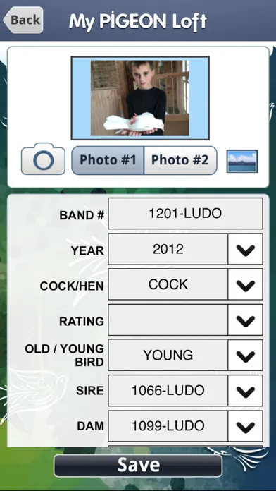 My Pigeon Loft HD Ekran Görüntüleri