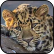 Leopard Wallpapers