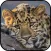 Leopard Wallpapers