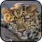 Leopard Wallpapers