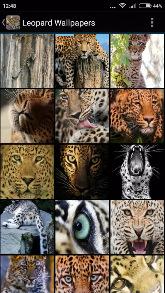 Leopard Wallpapers Screenshots