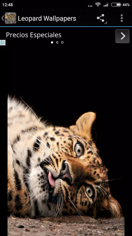 Leopard Wallpapers Screenshots