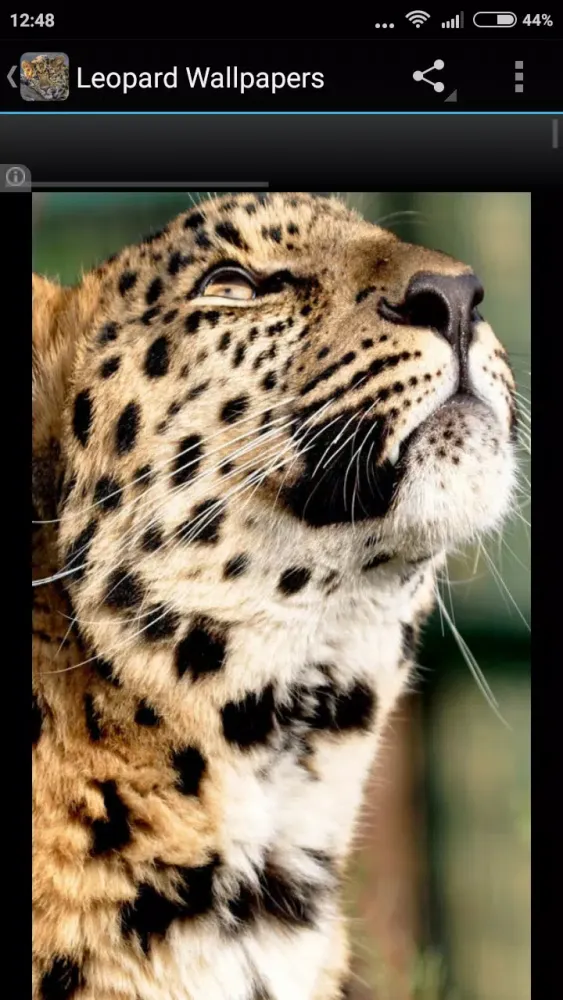 Leopard Wallpapers Screenshots