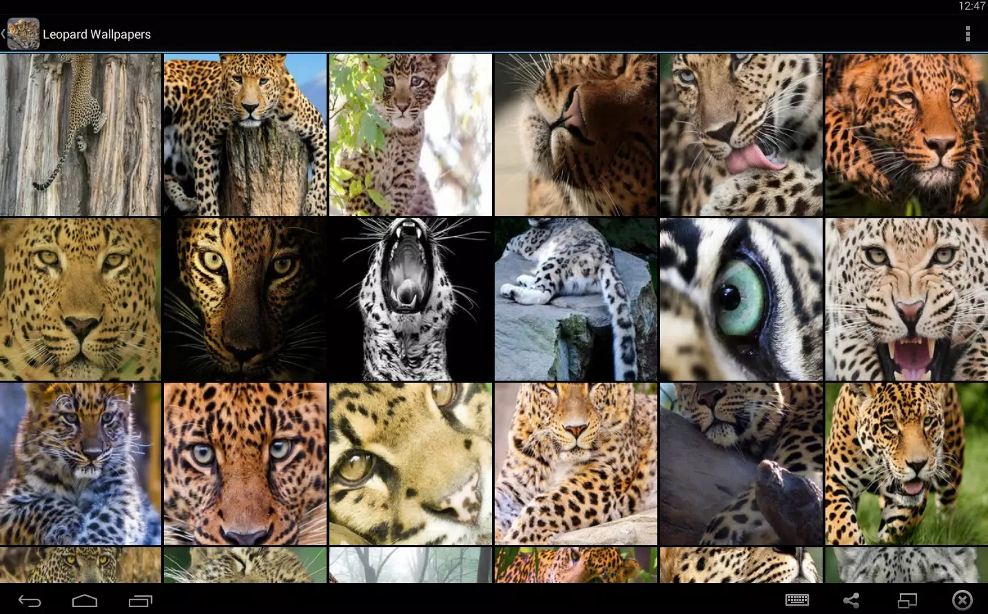 Leopard Wallpapers Screenshots