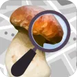 Mushroom Identify - Automatic