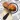 Mushroom Identify - Automatic