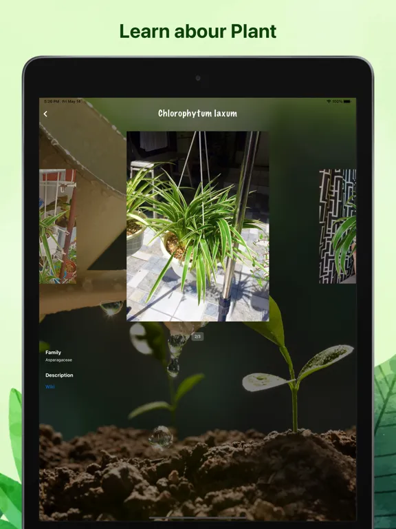 Weed identification leaf snap iPad  স্ক্রিনশট
