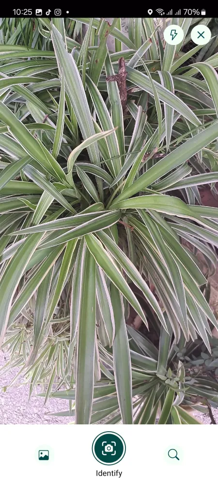 Plant Identifier 스크린샷