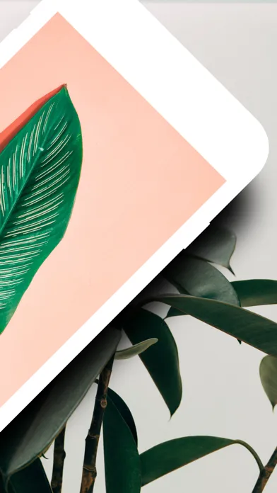 صور Plant identifier care guide