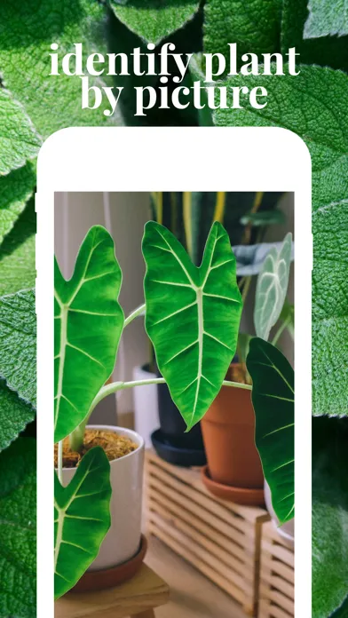 صور Plant identifier care guide