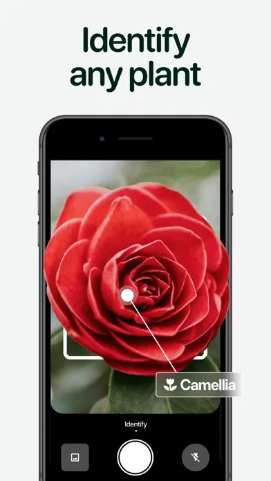 Capturas de tela do Planto: Plant Identifier