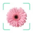 Plantr - Plant Identifier app Plantr - Plant Identifier app