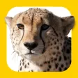 Encyclopedia : 25,000+ topic Encyclopedia : 25,000+ topic