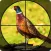 Pheasant Bow Hunting Safari