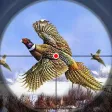 Pheasant Bird Hunting 18 Pheasant Bird Hunting 18