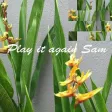 Play it again Sam