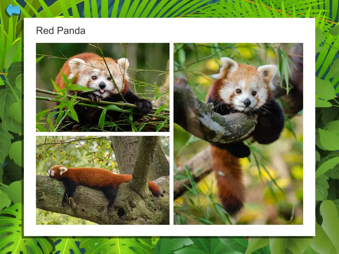 Kids Puzzle Game: Wild Animals iPad  Screenshots