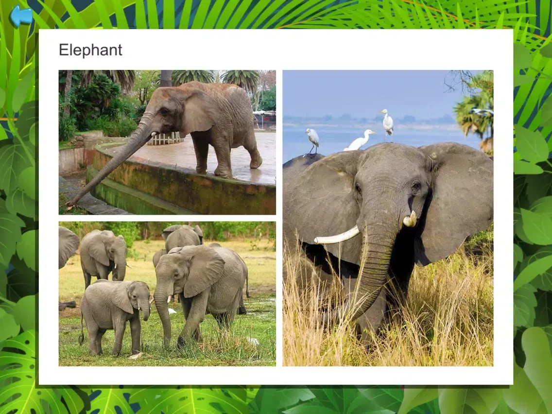 Kids Puzzle Game: Wild Animals iPad  Screenshots