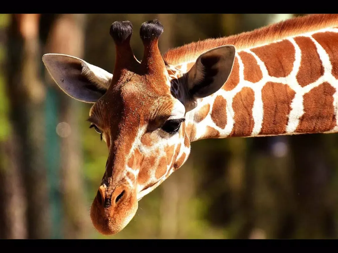 Kids Puzzle Game: Wild Animals iPad  Screenshots