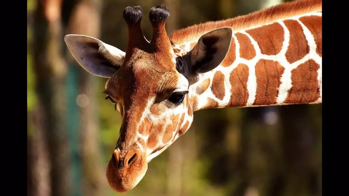 Kids Puzzle Game: Wild Animals Screenshots