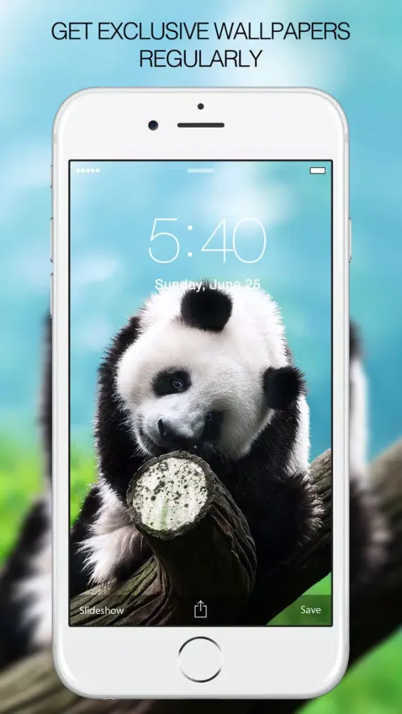 Capturas de tela do Panda Wallpapers – Panda Pictures & Panda Images