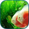 Tanked Aquarium 3D - Relaxing Tropical Scenes with Coral Reef, Sharks & Fish Tank