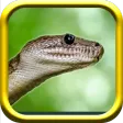 Snake Rampage - Snake Simulator