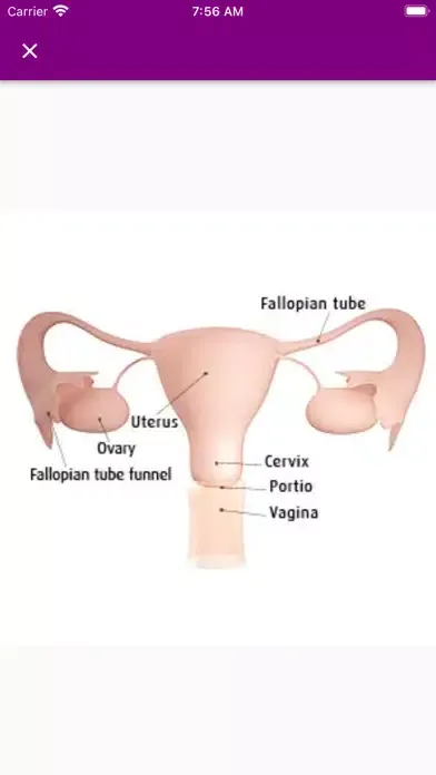 Pregnancy Due Date Calculators應用截圖