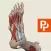 Leg, Ankle, Foot: 3D Real-time