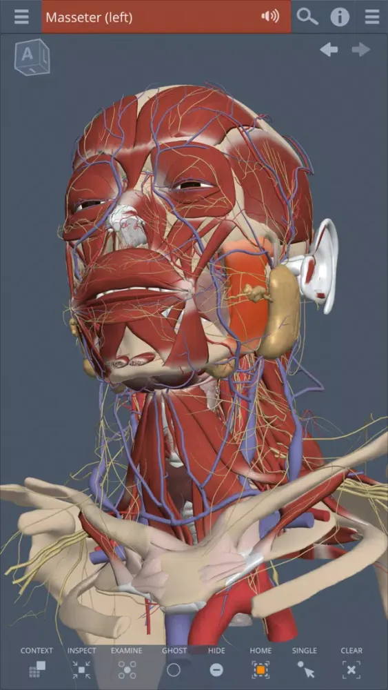 تصاویر Head: 3D Real-time