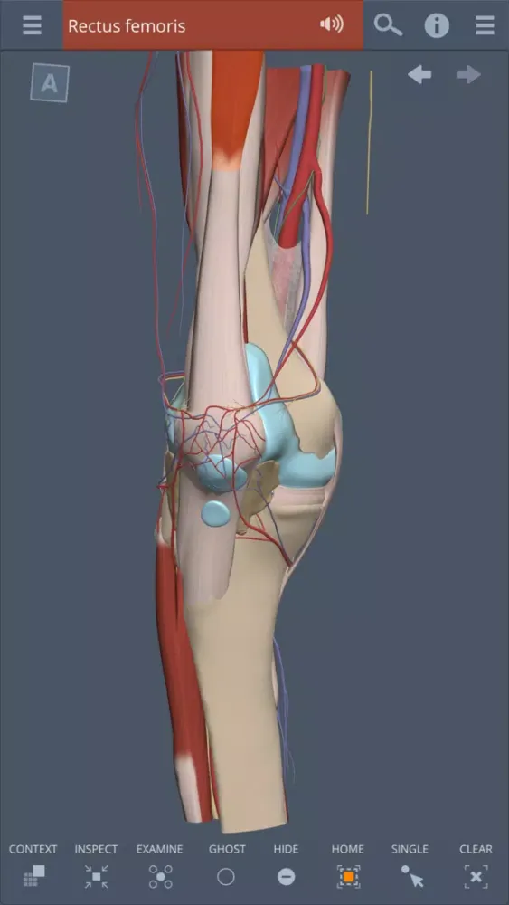 Knee: 3D Real-time Ekran Görüntüleri