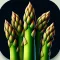Asparagus Vegetable Recipes