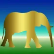 Elephant Powers of Recall Elephant Powers of Recall