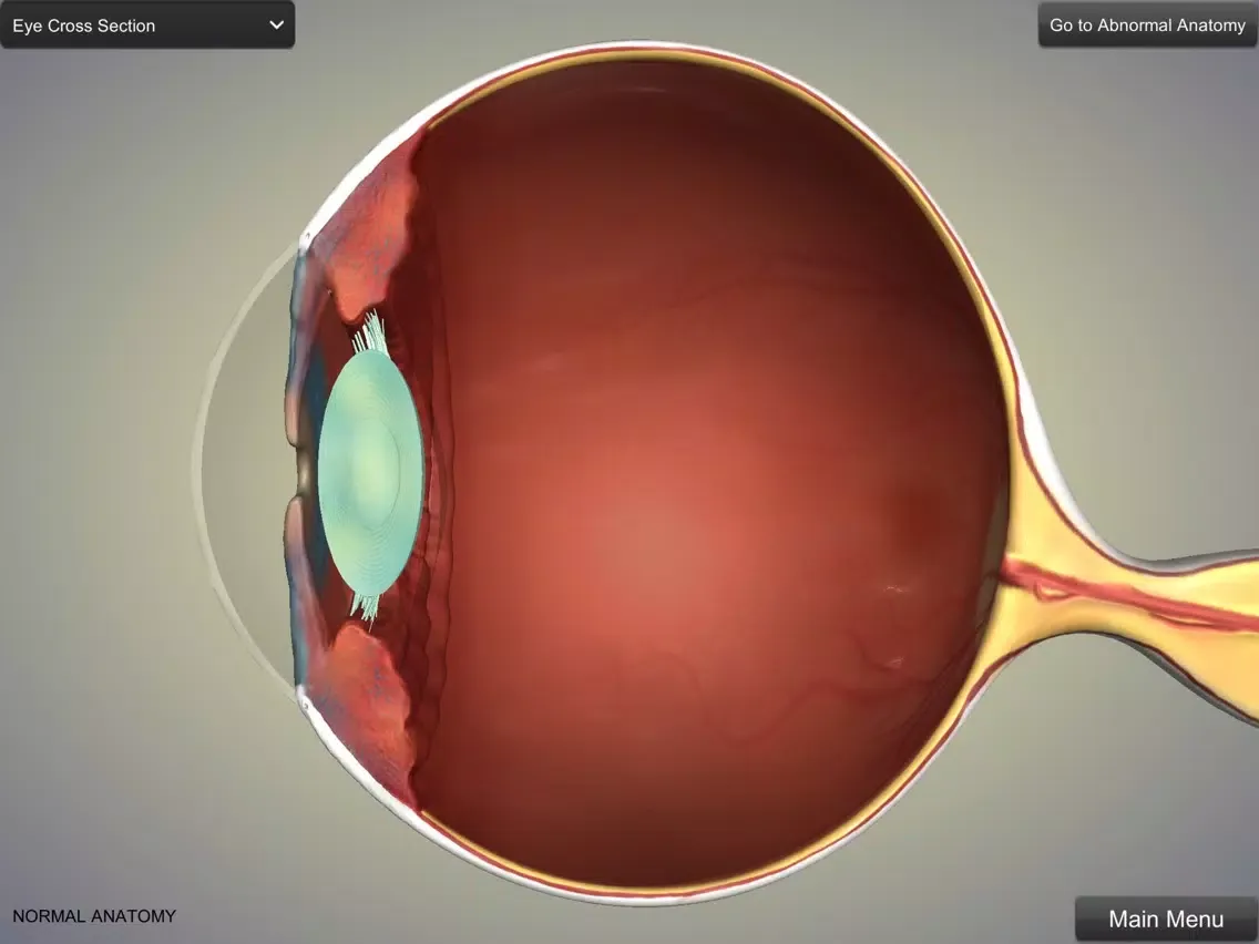 Eye Anatomy iPad  Ekran Görüntüleri