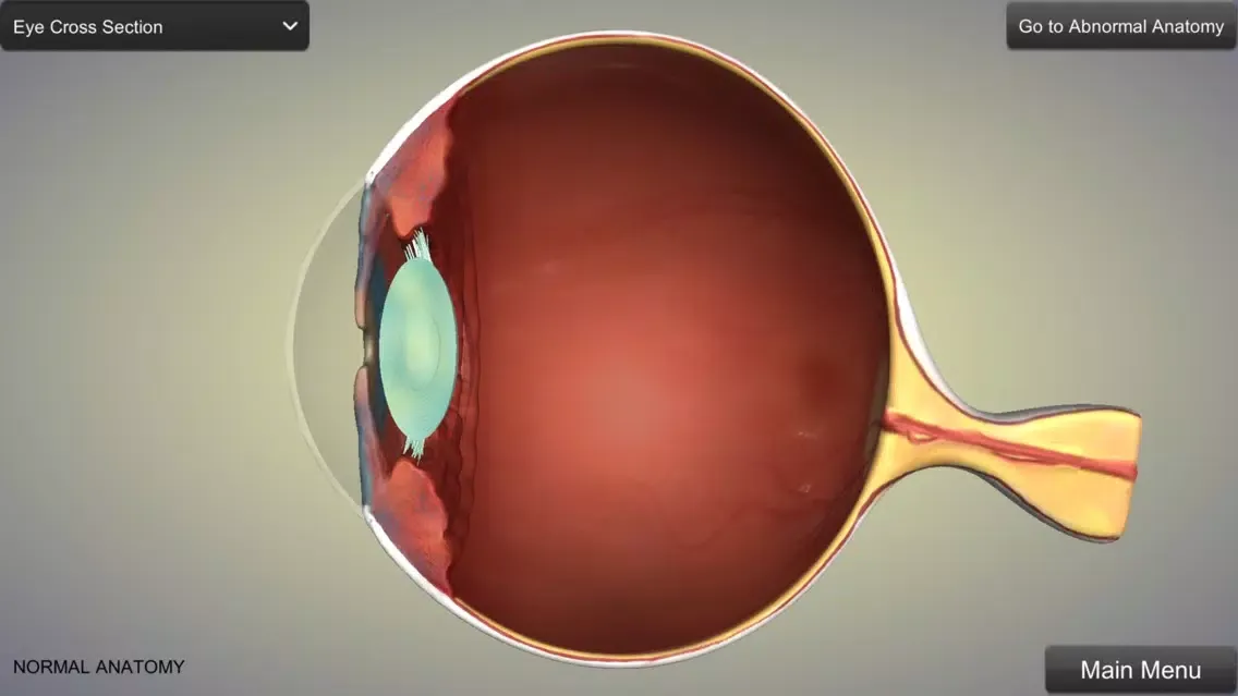 Eye Anatomy Ekran Görüntüleri