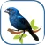 bluebird