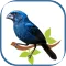 bluebird