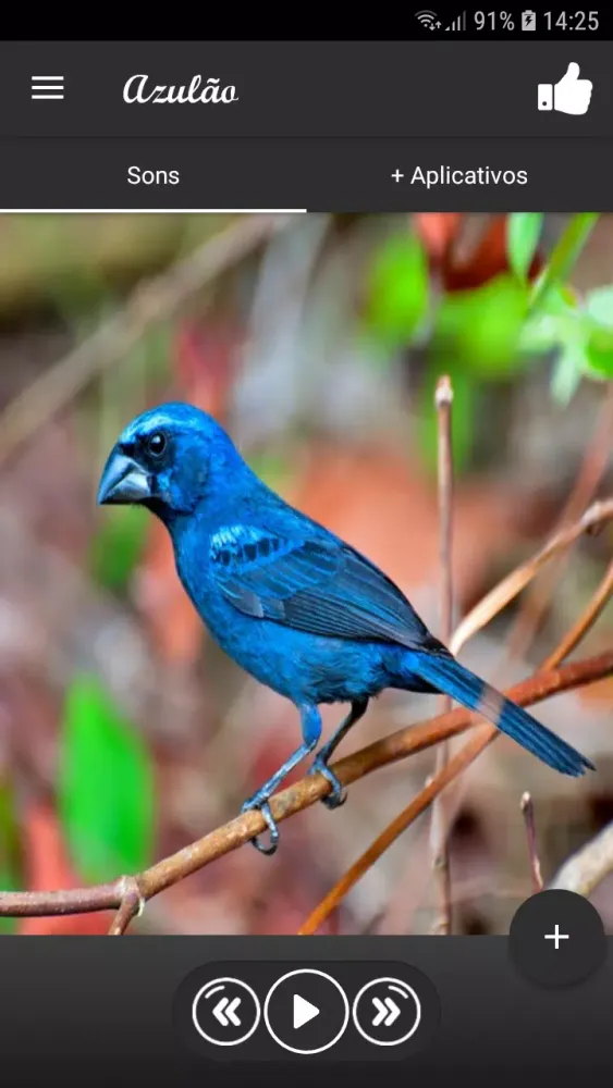 bluebird Ekran Görüntüleri