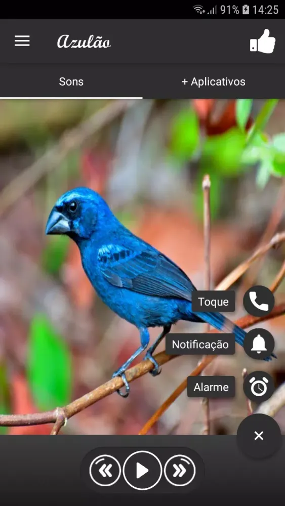 bluebird Ekran Görüntüleri