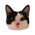 Muffin the cat