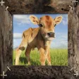 Farm Animals Name and Sound