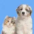 猫语翻译器-普泰猫狗翻译器,宠物翻译器
