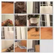 Leopold