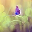 Live Joy Coaching Live Joy Coaching