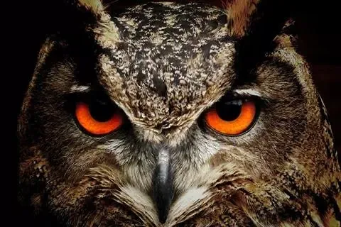 Owl Wallpaper Screenshots