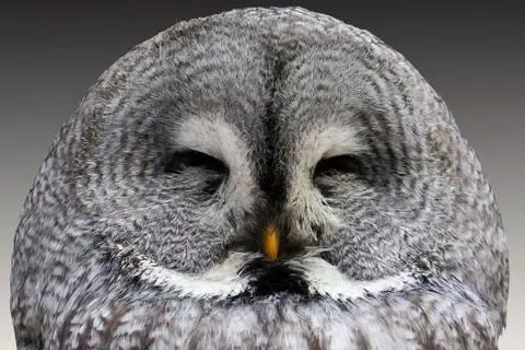 Owl Wallpaper Screenshots