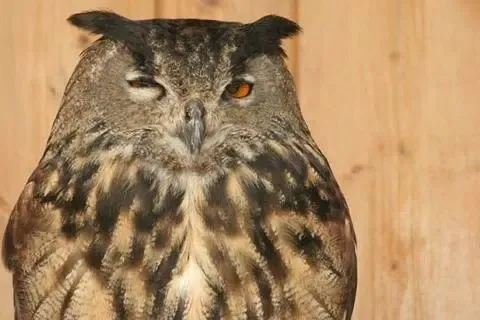 Owl Wallpaper Screenshots