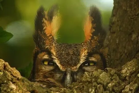 Owl Wallpaper Screenshots